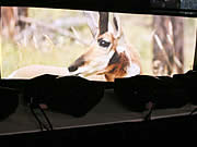 ���_ͶӰƴ���ں�Ч��